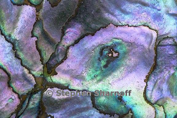 abalone shell 2 graphic